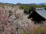 輪播圖片