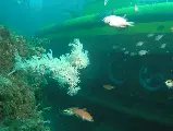 輪播圖片