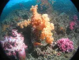輪播圖片