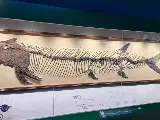 輪播圖片