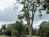輪播圖片