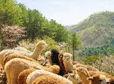 輪播圖片