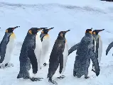 輪播圖片