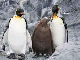 輪播圖片