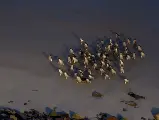 輪播圖片