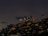 輪播圖片
