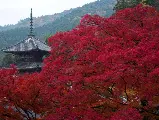 輪播圖片