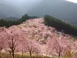 輪播圖片