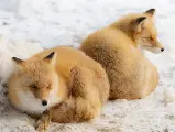 輪播圖片