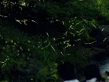 輪播圖片