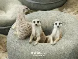 輪播圖片