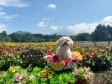 輪播圖片
