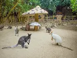 輪播圖片