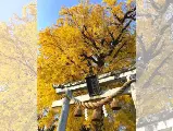 輪播圖片