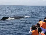 輪播圖片