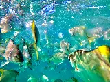 輪播圖片