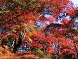 輪播圖片