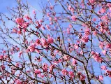 輪播圖片