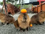 輪播圖片