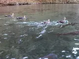 輪播圖片