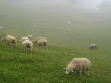 輪播圖片