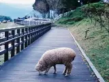 輪播圖片