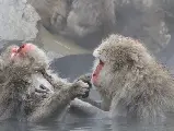輪播圖片