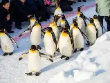輪播圖片
