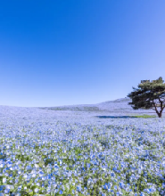 茨城花海美食一日遊