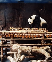 東莞香市動物園