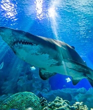 布吉島Aquaria Phuket中央海洋水族館門票