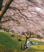 東京川越小江戶賞櫻一日遊