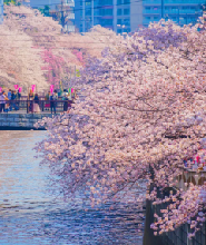 櫻花季限定-花香櫻韻東京賞櫻名所一日遊