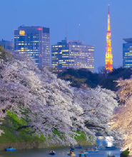 日本櫻花季限定-夜櫻流光・東京賞櫻探秘之旅