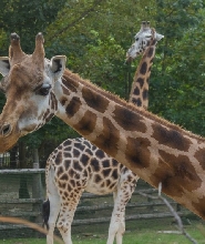 杭州動物園+少年兒童公園兩園通玩票