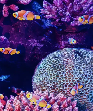 曼谷SEA LIFE暹羅海洋世界水族館門票