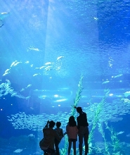 京畿道 一山韓華Aqua planet水族館（水上星球）