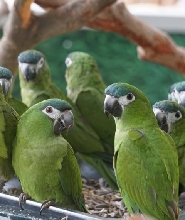 肇慶貓爪野生動物世界門票