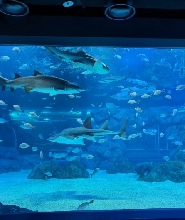 京畿道光教Aqua planet水族館（水上星球）
