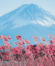 富士山忍野忍村新晉網紅一日遊