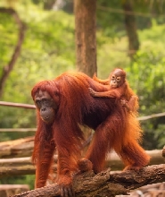 新加坡動物園門票