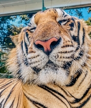 芭堤雅老虎公園【動物園】