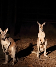 清邁夜間動物園門票【掃二維碼入園】