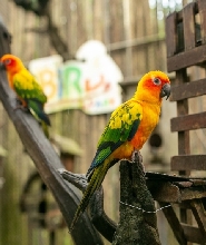 布吉島白鳥主題公園