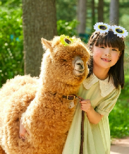 首爾包車接送：南怡島郊區＆草泥馬樂園