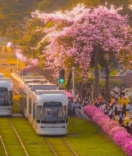 廣州海珠有軌電車1號線（廣州塔觀光列車）