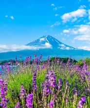 富士山羅森麥當勞雙網紅打卡一日遊