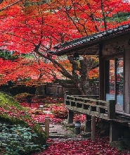 大阪出發 | 比叡山延歷寺&近江八幡&教林坊紅楓點燈一日遊（含教林坊紅楓點燈門票）（每日發團，4人成行）