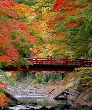 東京出發 | 伊豆熱海修善寺溫泉賞楓聖地巡遊（每日發團，4人成行）