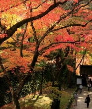 名古屋出發 | 虎溪山永保寺香嵐溪櫻花楓葉一日遊（每日發團，4人成行）